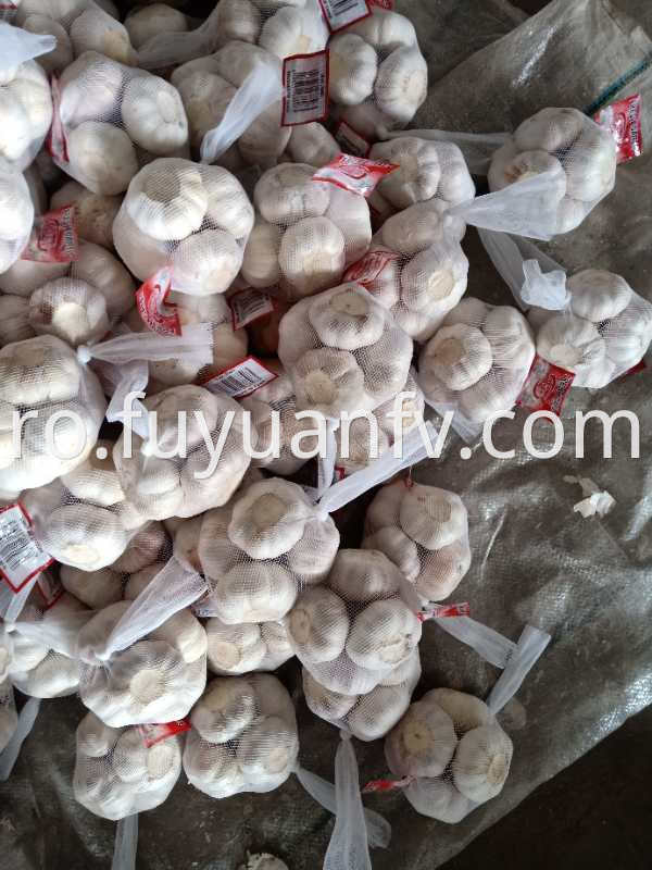 normal white garlic to UK